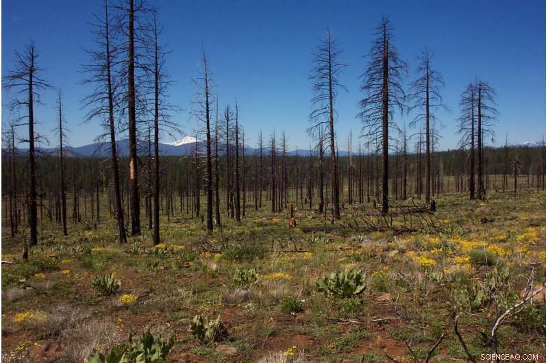 How Vegetation Thrives After Salvage Logging in California’s Lassen National Forest