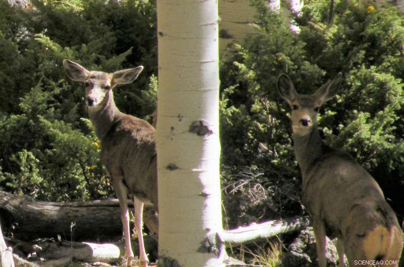 Pando Restoration Efforts Show Promising Progress