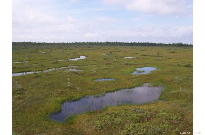 New Study Confirms Wetlands Are Crucial Carbon Sinks
