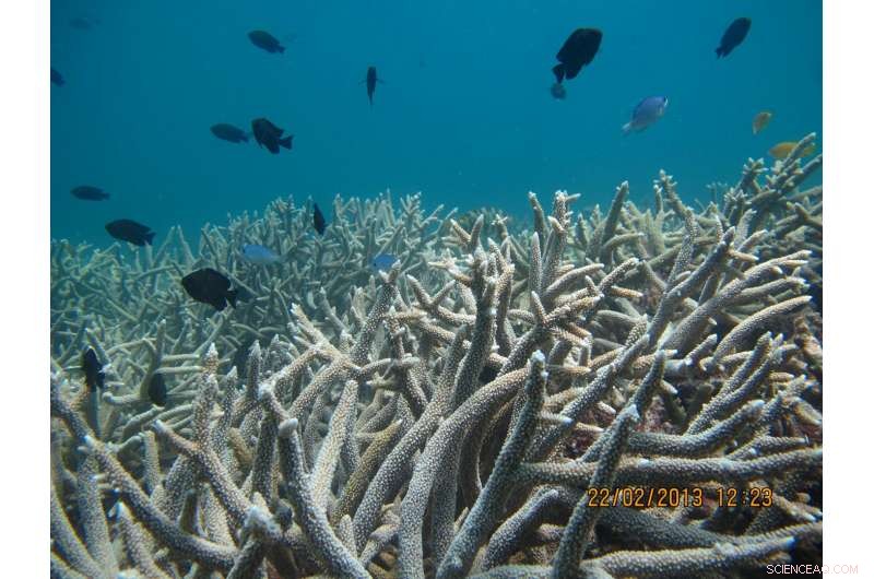Poisonous Seaweed Threatens Coral Growth on the Great Barrier Reef