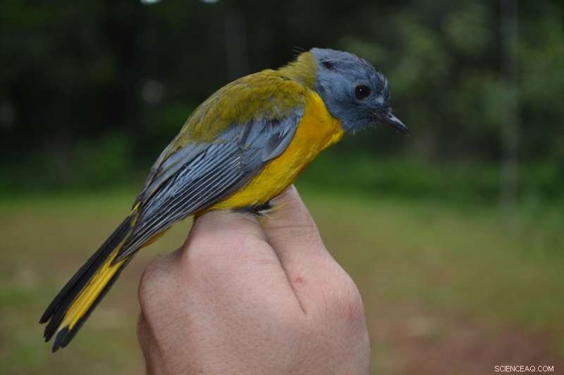 Study Reveals Alarming Decline of South African Forest Birds