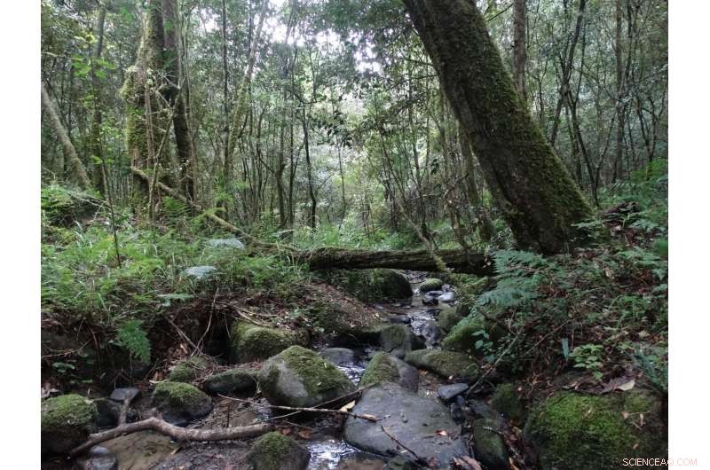 Study Reveals Alarming Decline of South African Forest Birds
