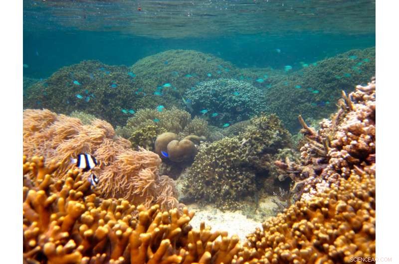 Optimal Size of Marine Protected Areas Is Key to Coral Reef Recovery