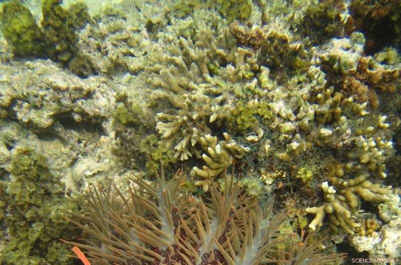 Optimal Size of Marine Protected Areas Is Key to Coral Reef Recovery