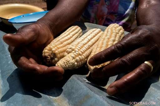 Armyworm Outbreak Poses Global Threat to Agriculture, Says Leading NGO