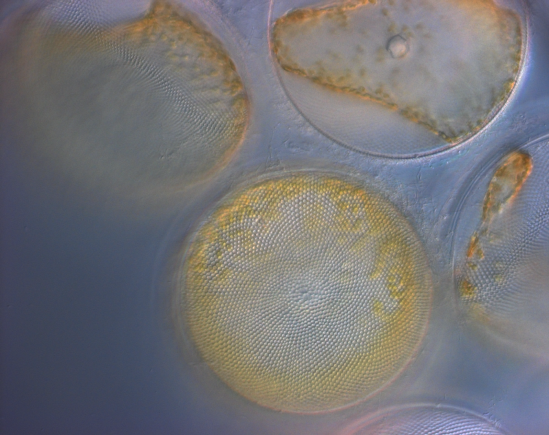 NASA Tracks Pacific Phytoplankton to Assess Ocean Health and Climate Impact