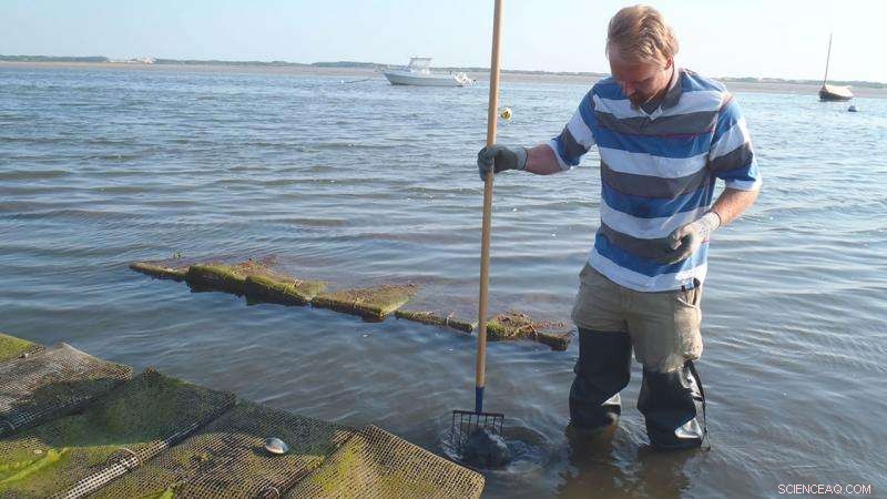 First Comprehensive Study Demonstrates Nitrogen Removal by Local Shellfish