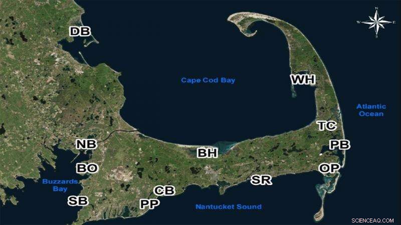 First Comprehensive Study Demonstrates Nitrogen Removal by Local Shellfish