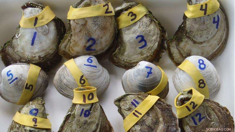First Comprehensive Study Demonstrates Nitrogen Removal by Local Shellfish