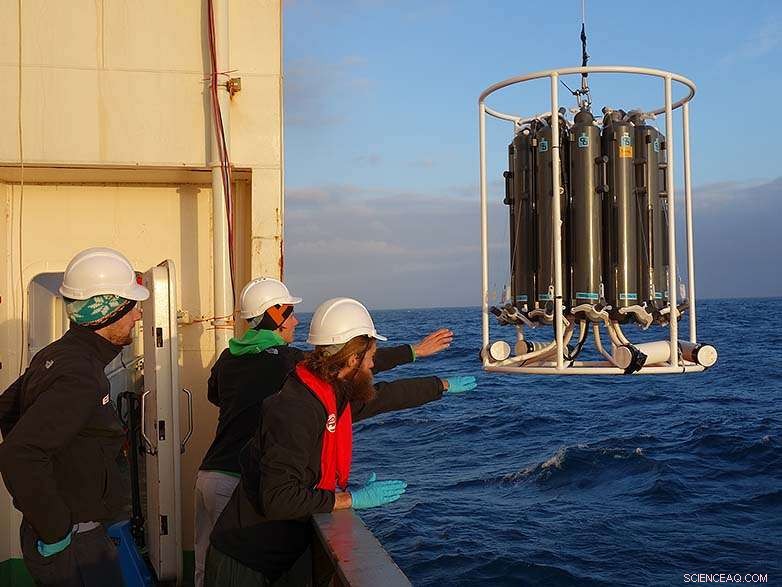 Diatoms: Tiny Algae, Massive Global Impact