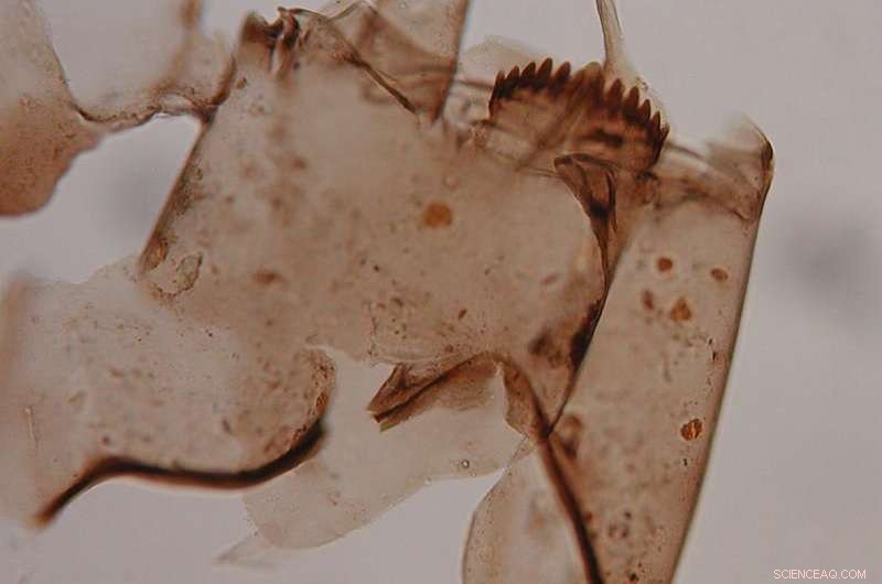 New Study Recalibrates Climate Models Using Advanced Reconstruction Techniques