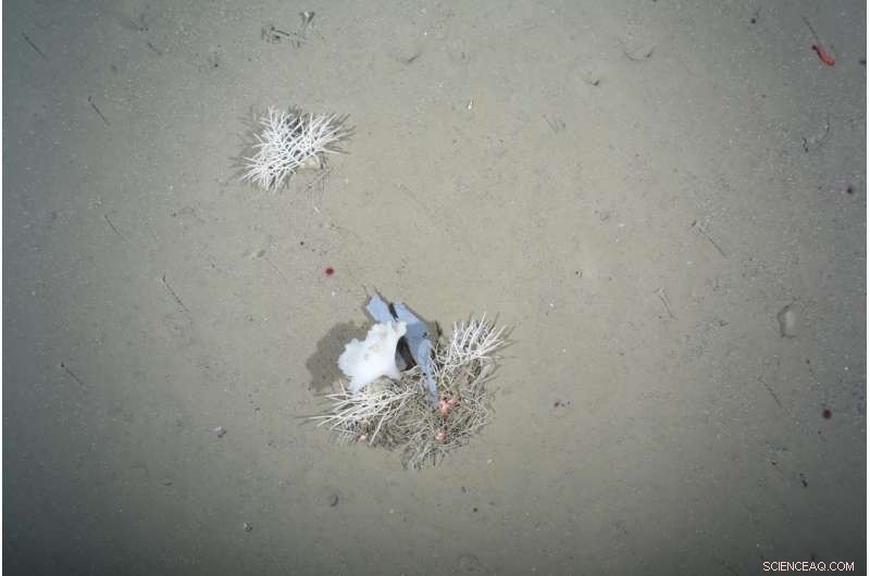 Arctic Deep-Sea Litter Increases 20‑Fold in a Decade