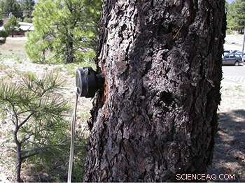 Music Professor Secures Patent to Combat Bark Beetle Infestation in Western Forests