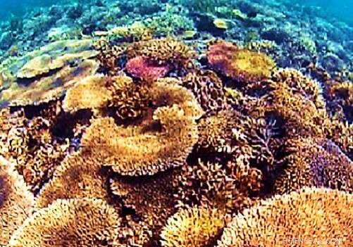 How Coral‑Bacteria Partnerships Boost Reef Resilience to Rising Temperatures