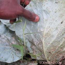 Boosting African Agriculture: Harnessing Insights on Viruses, Parasites, and Disease Spread to Increase Yields