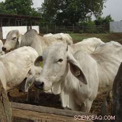 Boosting African Agriculture: Harnessing Insights on Viruses, Parasites, and Disease Spread to Increase Yields