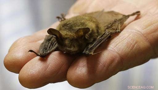 Ohio Advocates Target Bats to Stall Pipeline Expansion