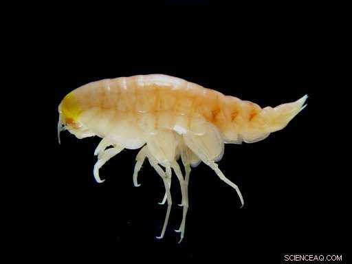 Deep-Sea Discovery: 1970s Banned Chemicals Persist in Ocean s Bottom Layers