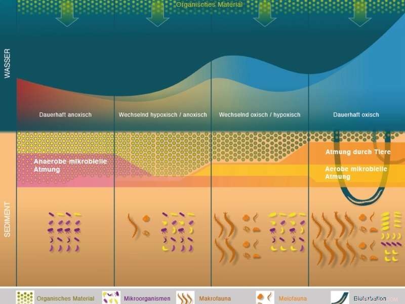 Reduced Bottom-Water Oxygen Drives Greater Organic Matter Accumulation on the Seafloor