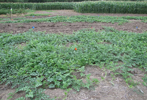 Strip Tillage Boosts Watermelon Yield and Soil Health, New Study Shows