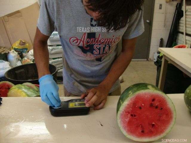 Strip Tillage Boosts Watermelon Yield and Soil Health, New Study Shows