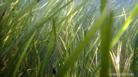 Long-Term Eelgrass Loss Driven by Combined Shade and Heat Stress
