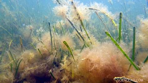 Long-Term Eelgrass Loss Driven by Combined Shade and Heat Stress