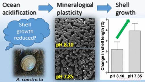 Certain Marine Species Show Unexpected Resilience to Acidifying Oceans