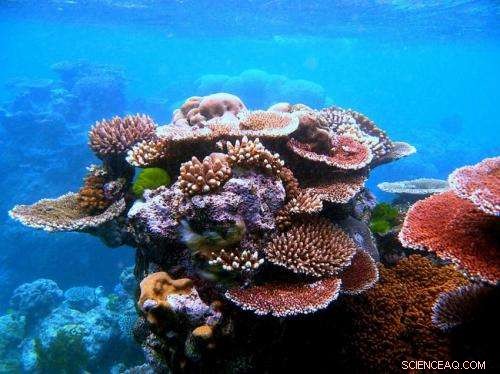 Deep Reefs Cannot Rescue Shallow Coral Reefs: New Research Insights