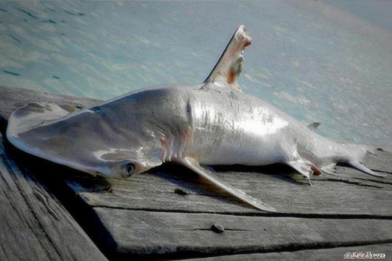 New Shark Species Found in Belize Waters: A Call to Protect the Nation’s Marine Ecosystem