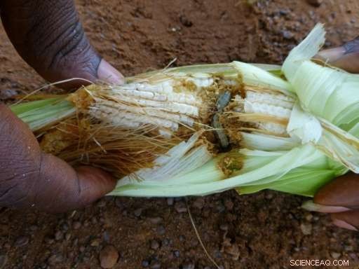 South African Farm Faces Crisis as Armyworm Swarm Devastates Maize Crops