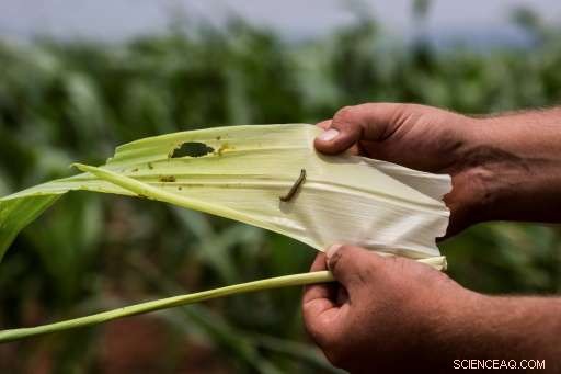 South African Farm Faces Crisis as Armyworm Swarm Devastates Maize Crops