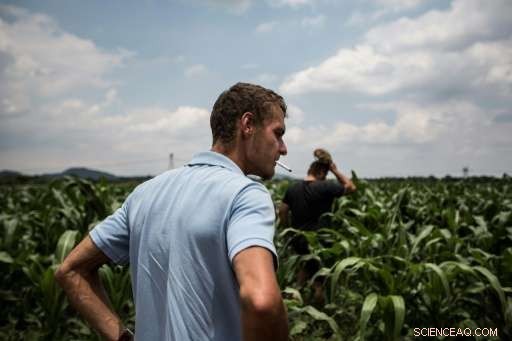 South African Farm Faces Crisis as Armyworm Swarm Devastates Maize Crops