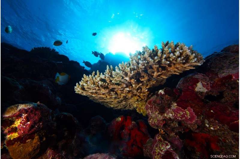 2017 American Samoa Deep-Sea Expedition Unveils Hidden Ecosystem Wonders