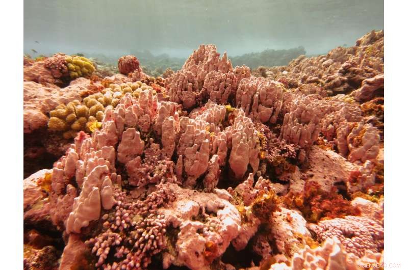 2017 American Samoa Deep-Sea Expedition Unveils Hidden Ecosystem Wonders