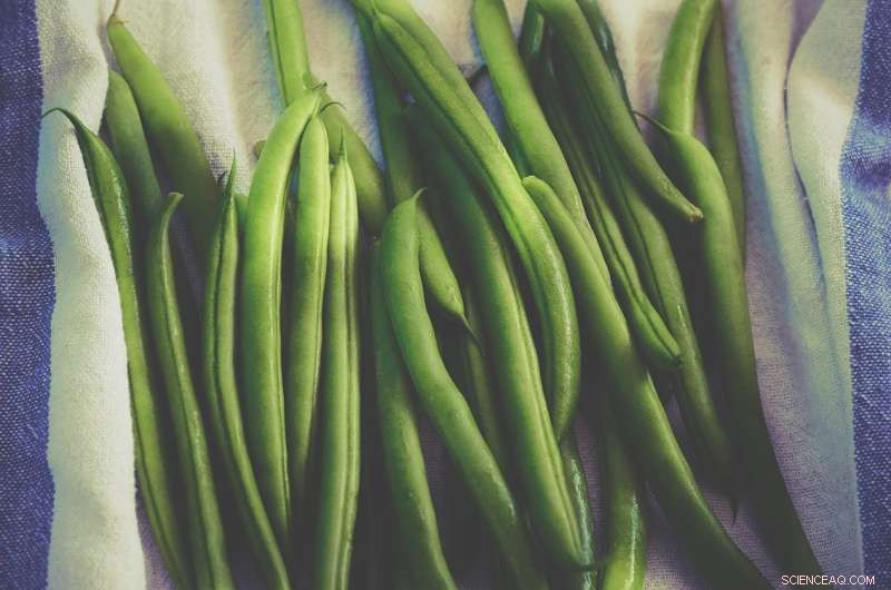 Snap Beans Struggle to Thrive in Cover Crop Residue