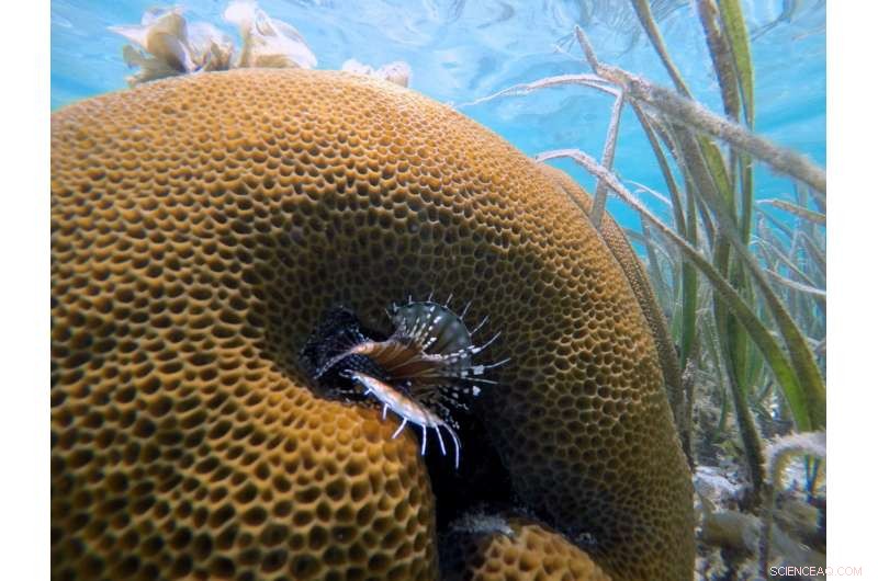 Seagrass Beds Clean Polluted Seawater, Supporting Marine Life
