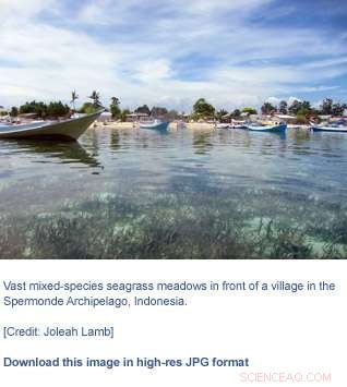 Seagrass Beds Clean Polluted Seawater, Supporting Marine Life