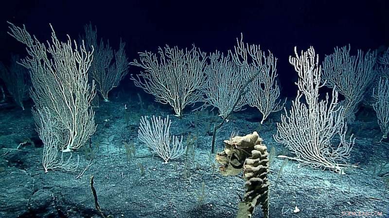 Expert Panel Tackles Deep-Sea Mining Impacts at AAAS Conference