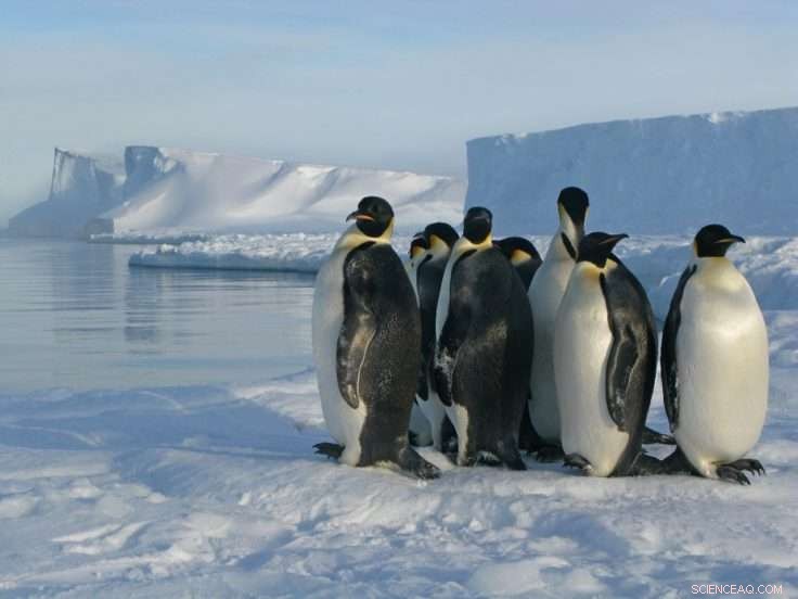 Record Low Antarctic Sea Ice Extent Reveals Alarming Climate Trends