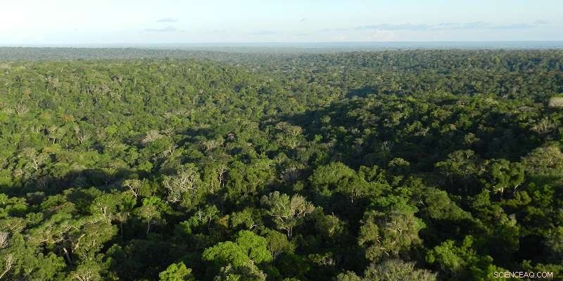 Amazon Forests Fully Offset Regional Carbon Emissions Since 1980s