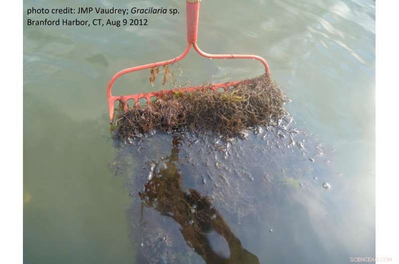 Innovative Tool Aims to Cleanse Long Island Sound