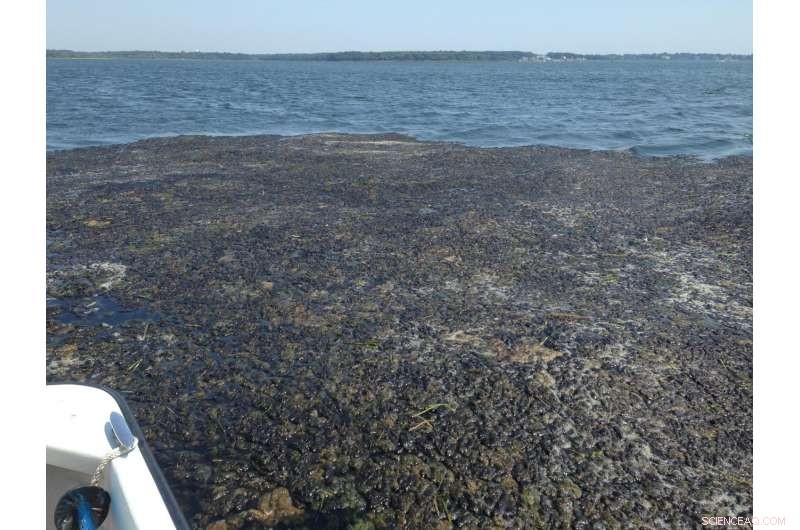 Innovative Tool Aims to Cleanse Long Island Sound