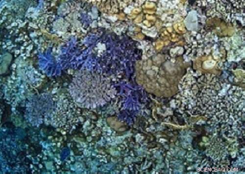 Decoding Symbiosis: Gene Sequences Unveil Coral Reef Secrets