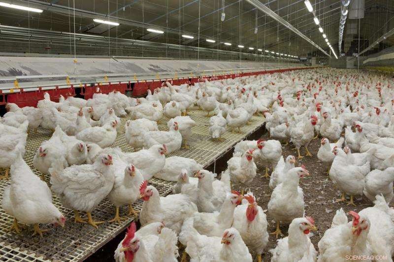 EU Unveils New Environmental Standards for Large Poultry and Pig Farms