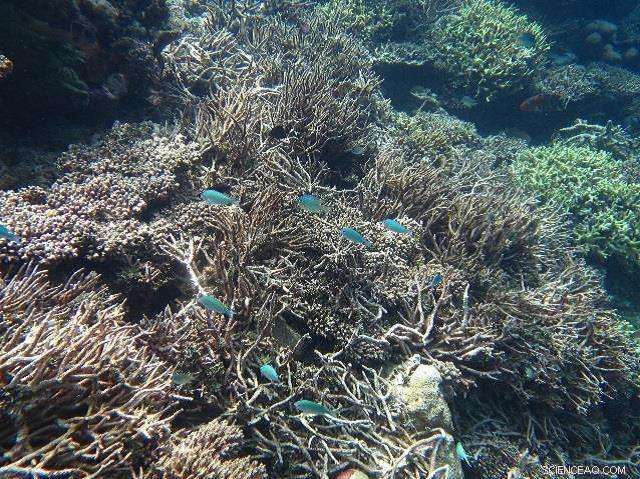 Massive Coral Die-Off Drastically Alters Indian Ocean Reefs: New Study Reveals Key Impacts