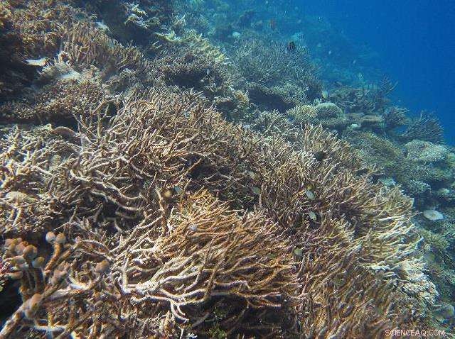 Massive Coral Die-Off Drastically Alters Indian Ocean Reefs: New Study Reveals Key Impacts