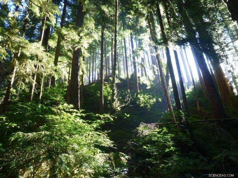 Rural Olympic Peninsula Forest Experiment Tests Innovative Management Strategies