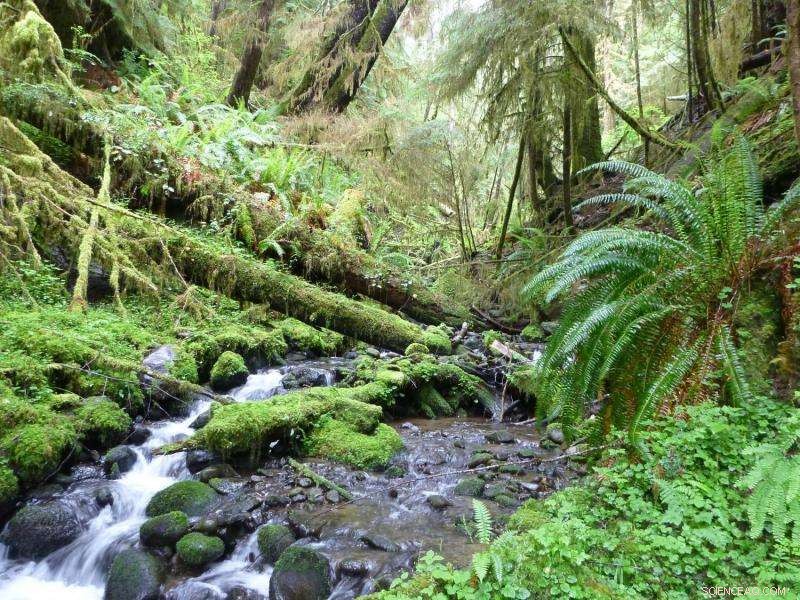 Rural Olympic Peninsula Forest Experiment Tests Innovative Management Strategies