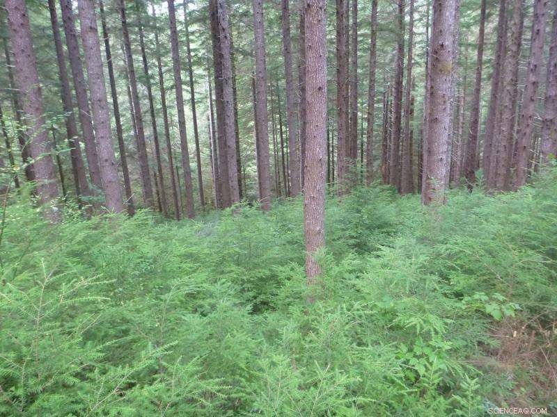 Rural Olympic Peninsula Forest Experiment Tests Innovative Management Strategies